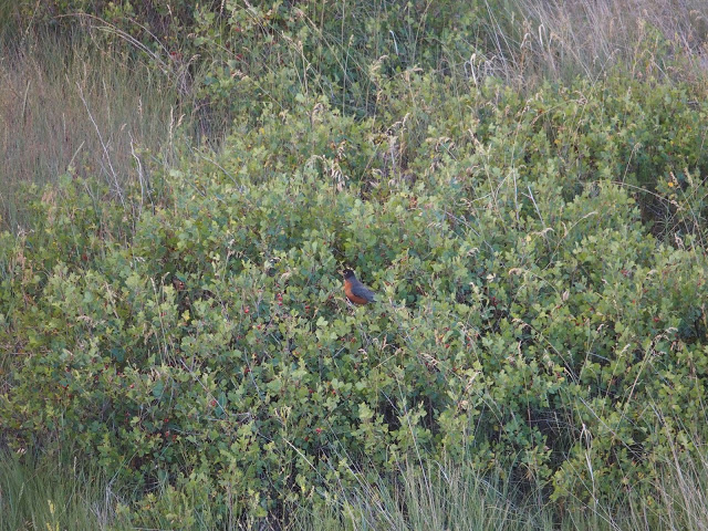 badlands-national-park-american-robin