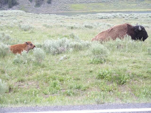 hayden-valley-bison-with-calf