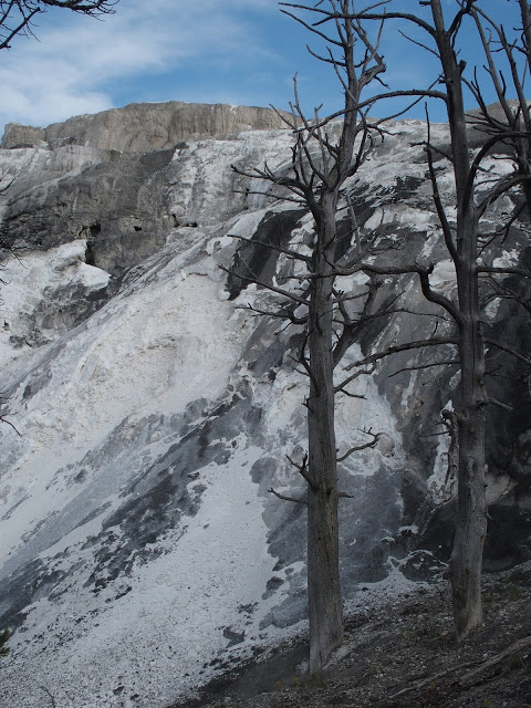 mammoth-hot-springs-forest