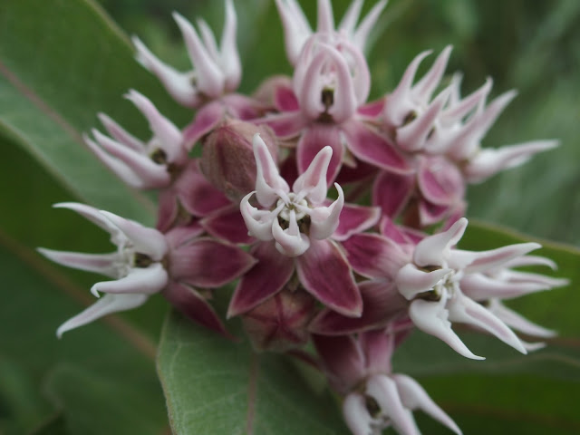 Purple Milkweed (Asclepias purpurascens)
