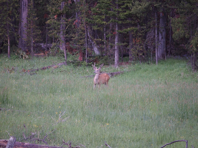mule-deer