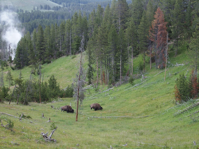 p7021186