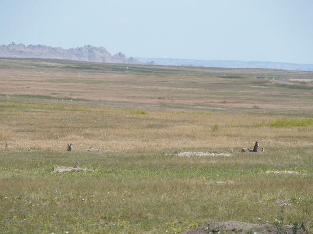 prairie-dog-colony-badlands-national-park