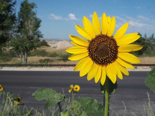 sunflower