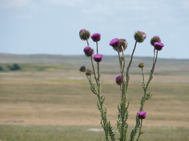 thistles