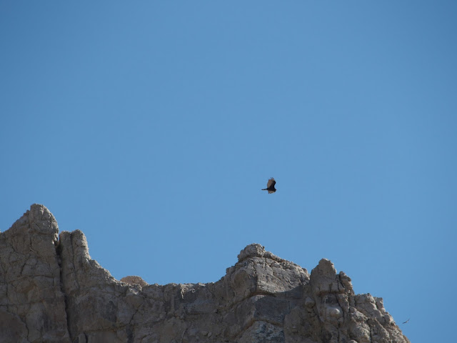 turkey-vulture