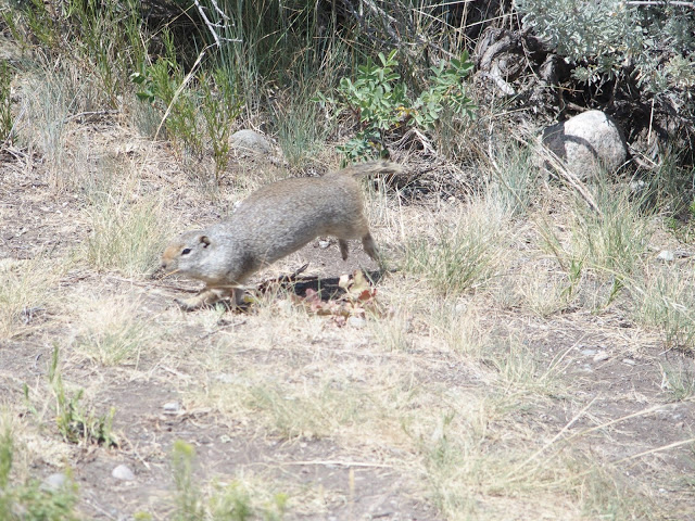 uinta-ground-squirrel