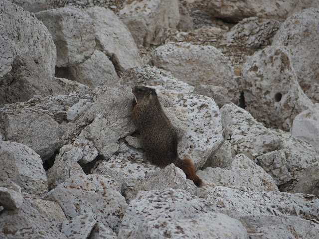 yellow-bellied-marmot