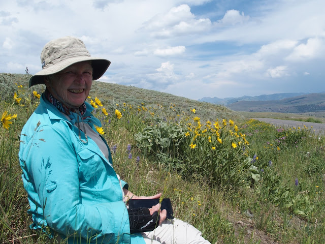 yellowstone-meadow
