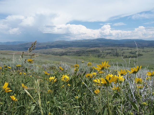 yellowstone-wildflowers