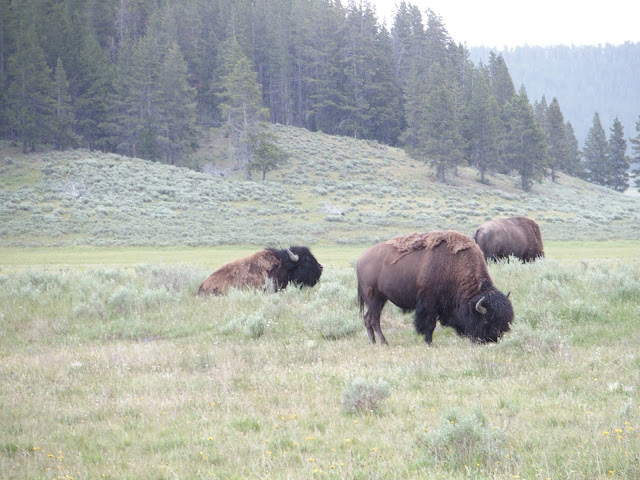yellowstone_national_park_hayden-valley-bison
