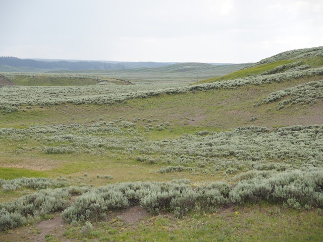 yellowstone_national_park_hayden-valley