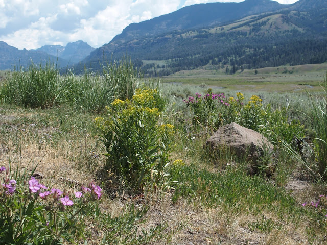 yellowstone_national_park_lamar-range