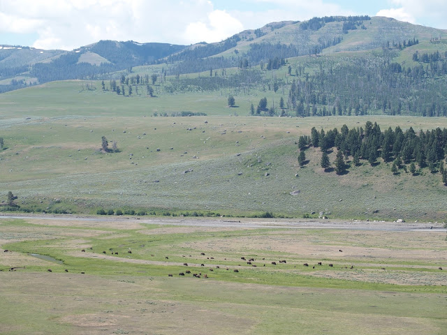 yellowstone_national_park_lamar-valley-bison-herds