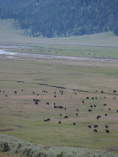 Hundreds of bison, graze as they have done for centuries in the Lamar valley