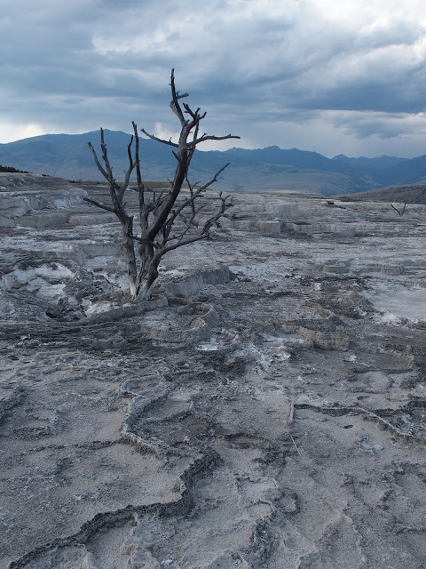 yellowstone_national_park_mammoth-hot-springs-dead-tree