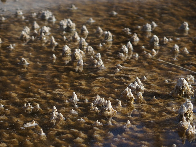 yellowstone_national_park_mammoth-hot-springs-macro