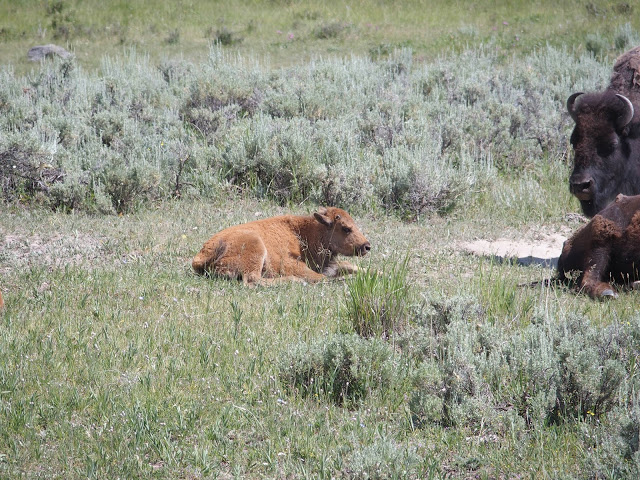 yellowstone_national_park_bison-calf