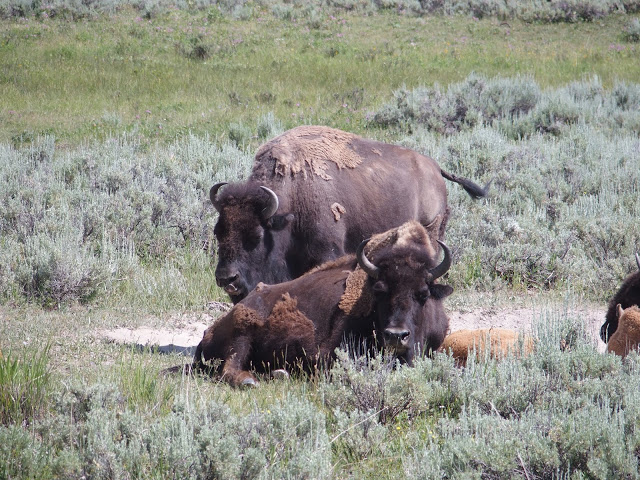Some American bison (Bison bison) taking a rest in the Lamar valley