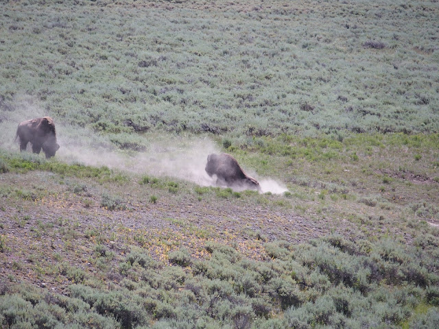 Here a bull rolls in the dust to cool off and to get relief from the biting bugs.
