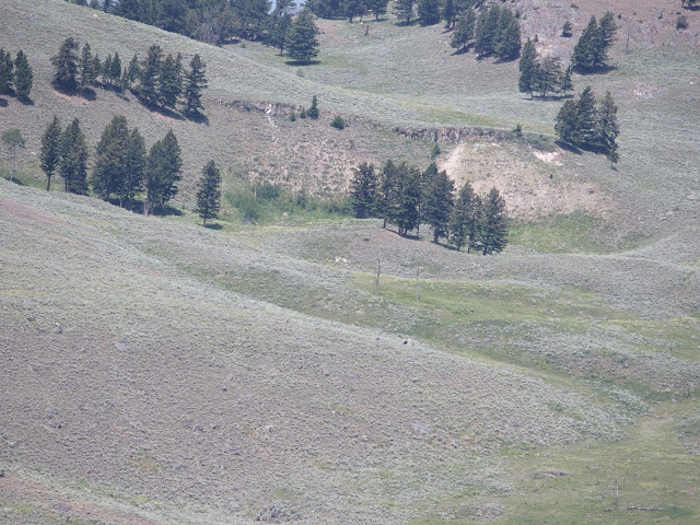 yellowstone_national_park_lamar-wolf-den-with-pups