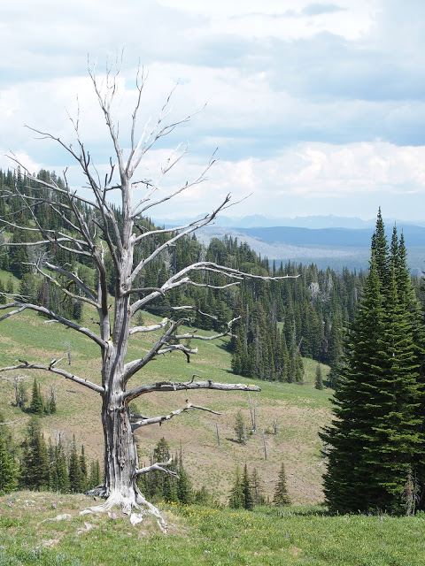 yellowstone_national_park_vista