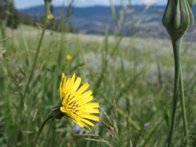yellowstone_national_park_wildflower