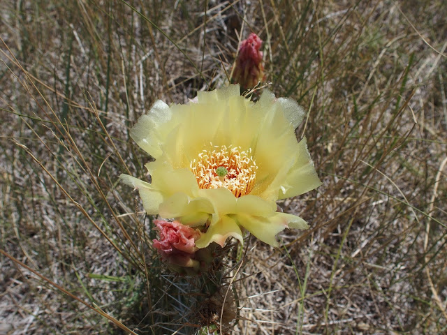 blooming-cactus-badlands-national-park