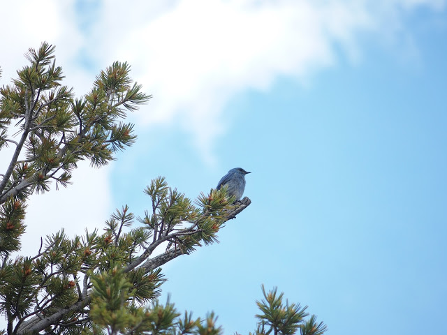 A Mountain Bluebird (Sialia currucoides) perched over the hot springs.