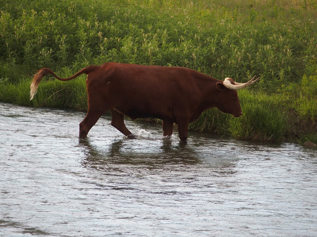 devils_tower_wyoming-cattle-2