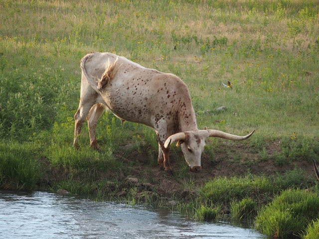 devils_tower_wyoming-cattle