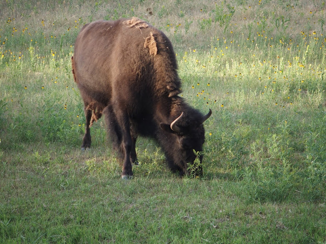 devils_tower_wyoming_bison