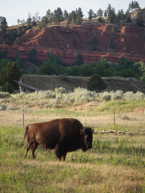devils_tower_wyoming_bison_prairie