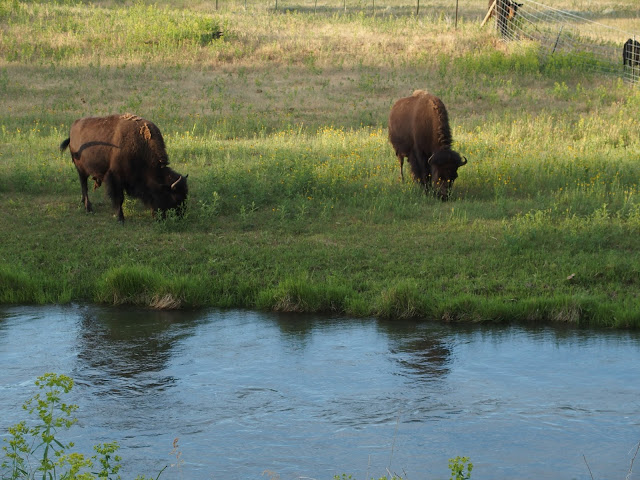 devils_tower_wyoming_bisons