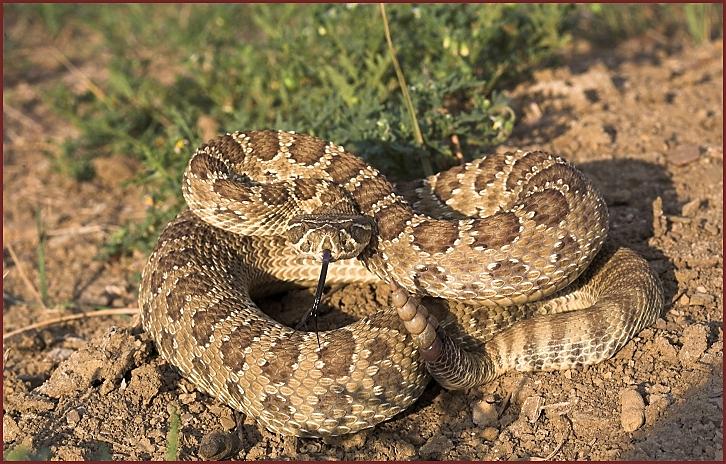prairie_rattlesnake_south_dakota