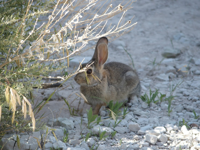A Desert Cottontail (Sylvilagus audubonii) foraging along the trail.