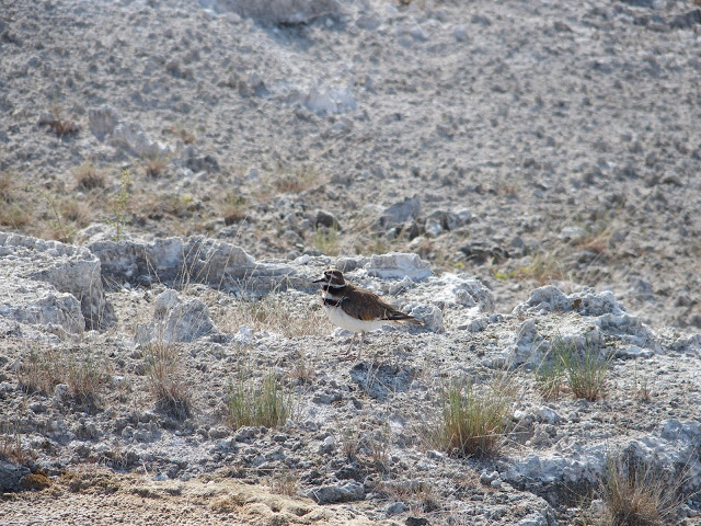 The killdeer (Charadrius vociferus) is a medium-sized plover.