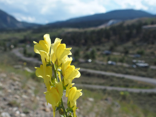 wildflowers-yellow