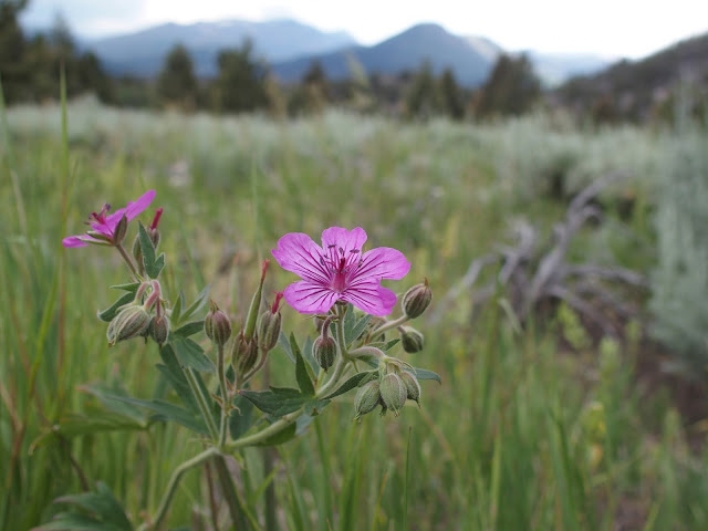wildflowers