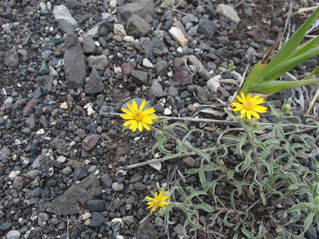yellow-flowers