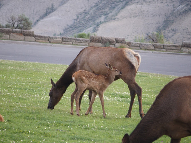 elk-calf