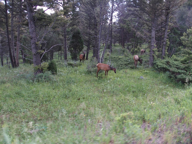 elk-foraging