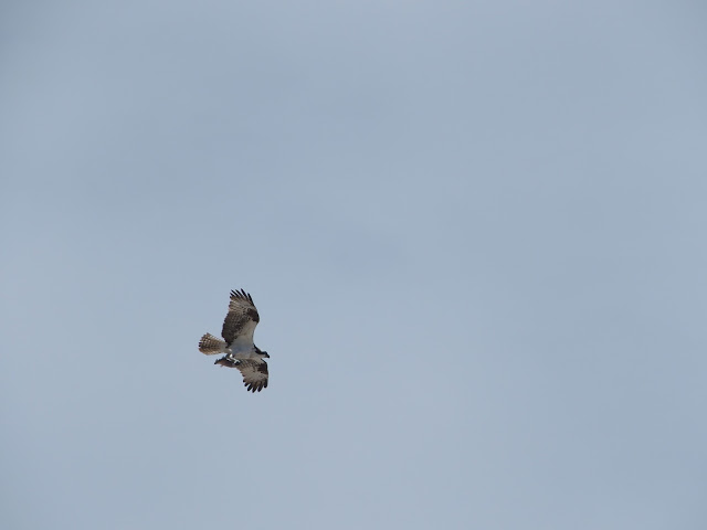 osprey-with-fish
