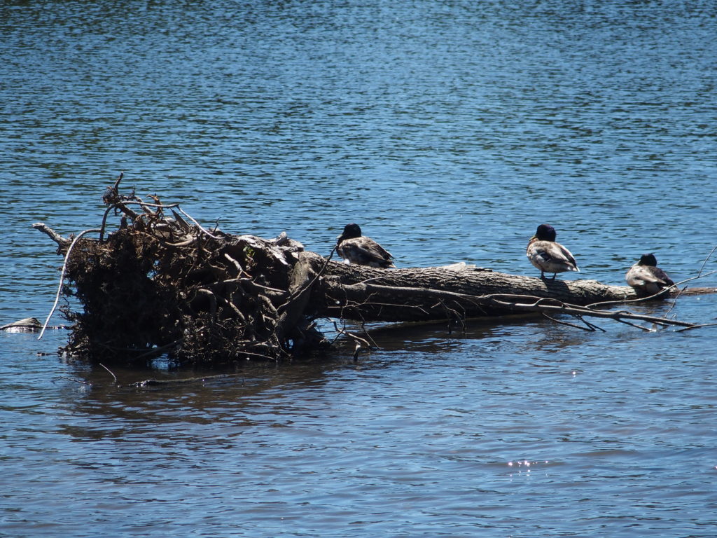 Sun bathing Mallards (Anas platyrhynchos)
