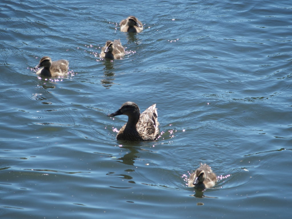 A mother Mallard with her ducklings