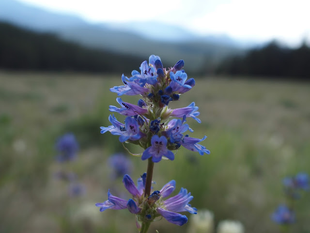 Prairie Bluebell (Mertensia lanceolata)