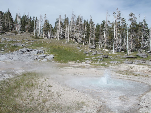 yellowstone-dead-forest