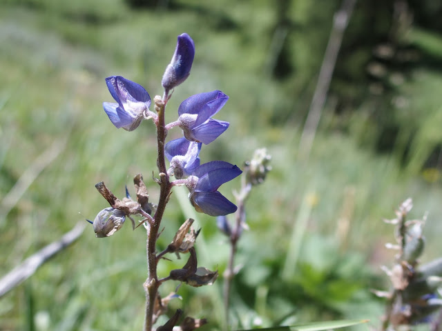blue-wildflowers