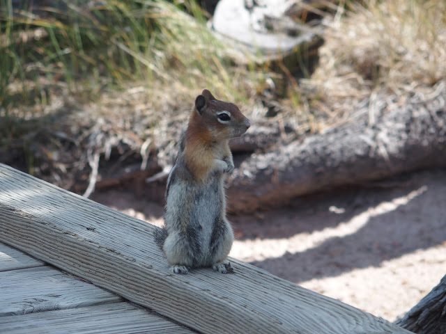 Golden-mantled Ground Squirrel (Spermophilus lateralis)