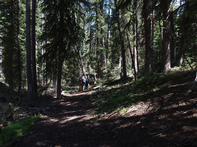 dark-forest-trail